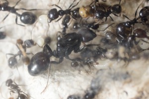 Messor barbarus 1, Les colonies de Couloucha