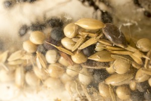 Messor barbarus 2, Les colonies de Couloucha