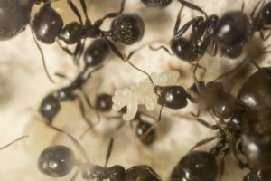 Messor barbarus 3, Les colonies de Couloucha