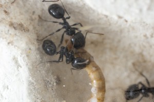 Messor barbarus 5, Les colonies de Couloucha