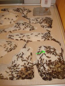 Mes colonies (funkyben), DSC08375.JPG