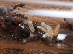 juin 2015, [Blog] Camponotus ionius (Grèce)