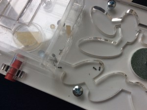 Avant, [Présentation] Crematogaster scutellaris