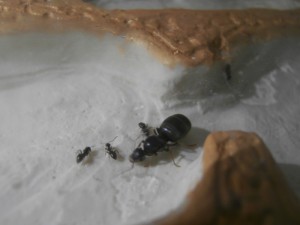 Gyne + ouvrières dans le nid, [Blog] Le début d'une grande histoire - Lasius cf niger