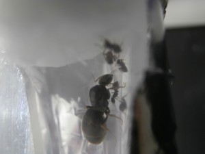 Gyne 1 : 5 ouvrières, aucun couvain, [Blog] Le début d'une grande histoire - Lasius cf niger