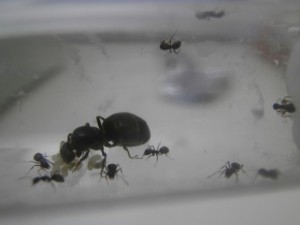 Gyne 4 : 10 ouvrières, avec larves :), [Blog] Le début d'une grande histoire - Lasius cf niger