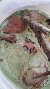 Repas Camponotus vagus, [Blog] Camponotus vagus