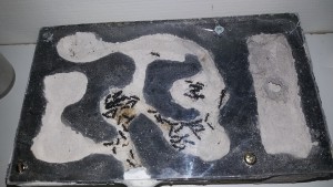 Camponotus nid, [Blog] Camponotus vagus