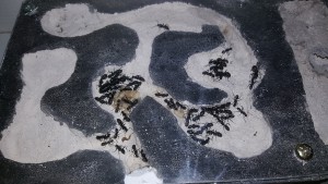 Nid 2, [Blog] Camponotus vagus