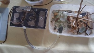 Nid + ADC, [Blog] Camponotus vagus