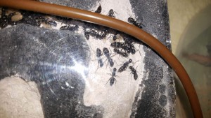 Physogastrie des plus grosses et cordon, [Blog] Camponotus vagus