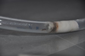 encore elle, [Blog] Les jaunes (Lasius flavus)