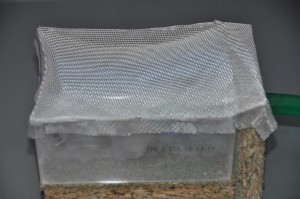 La fameuse air de chasse de la vétérane, [Blog] Les jaunes (Lasius flavus)