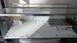 Photo 3, **Fin**[Blog] Camponotus cruentatus