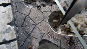Photo 2, **Fin** [Blog] Camponotus fulvopilosus