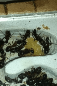 1, 2, 3, 4 ... environ 50 !, [Blog] Les Camponotus ligniperdus de Deucalion