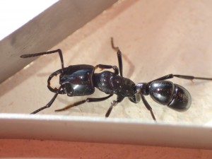 Plectroctena sp. 2, Un petit détour au Mozambique - AntCourse 2016