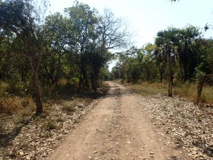 Forêt humide, Un petit détour au Mozambique - AntCourse 2016