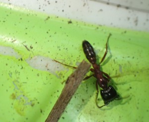 Dorylus sp., Un petit détour au Mozambique - AntCourse 2016