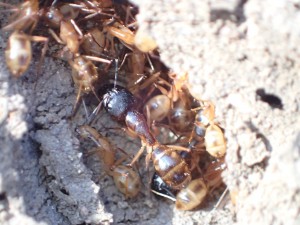 Camponotus cf. maculatus, Un petit détour au Mozambique - AntCourse 2016