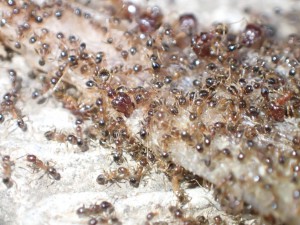 Pheidole cf megacephala, Un petit détour au Mozambique - AntCourse 2016