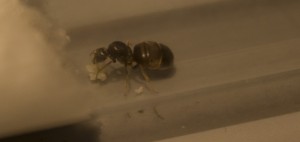 Gyne Lasius niger (?) avec ses oeufs, [Lasius niger, Lasius emarginatus]
