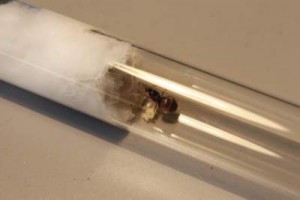 Gyne Lasius niger (?) avec ses oeufs, [Lasius niger, Lasius emarginatus]