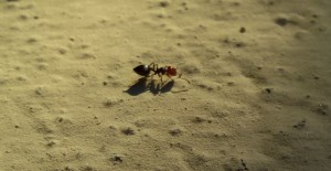 Voici une de celle qui monte et descend du toit., [Messor barbarus, Crematogaster scutellaris] Mes nombreuses petites visiteuses. qui sont elles ?
