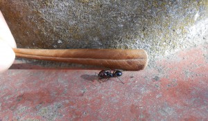 la voilà de coté., [Messor barbarus, Crematogaster scutellaris] Mes nombreuses petites visiteuses. qui sont elles ?