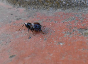Ici de face., [Messor barbarus, Crematogaster scutellaris] Mes nombreuses petites visiteuses. qui sont elles ?