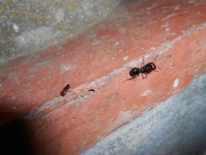 Et là avec une de celle qui grimpent sur les murs de la maison qui se balladait par la pendant les tentatives photos., [Messor barbarus, Crematogaster scutellaris] Mes nombreuses petites visiteuses. qui sont elles ?