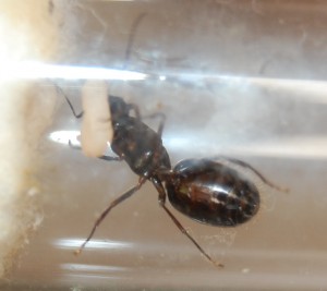 Gyne de Grèce, [Camponotus ionius] Gyne capturée en Grèce
