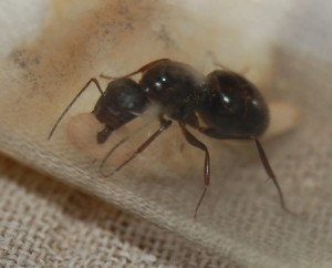 Gyne de Grèce, [Camponotus ionius] Gyne capturée en Grèce
