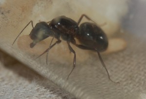 Gyne de Grèce, [Camponotus ionius] Gyne capturée en Grèce