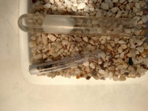 Il y en a une sur le grillon, [Blog] Mes Lasius niger !