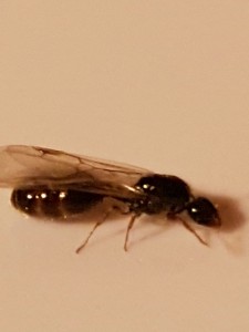 Gros plan, [Solenopsis fugax] Gynes genevoises