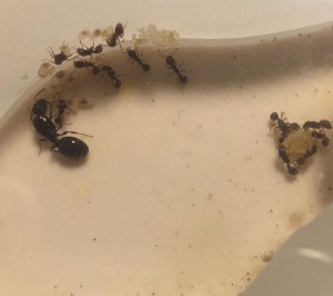 Livraison de poulet, 