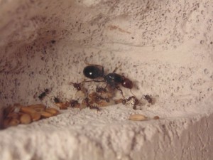ma gyne et ses quelques ouvrieres, [Blog] Ma colonie "Saisho-no" de Messor barbarus