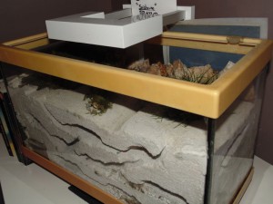 Test tapis chauffant à la verticale, [Blog] Ma colonie "Saisho-no" de Messor barbarus