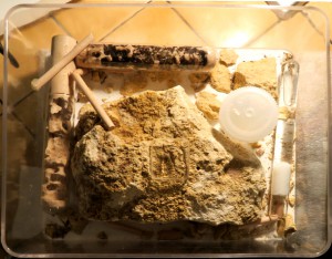 ADC Diapause, [Blog] Crematogaster scutellaris
