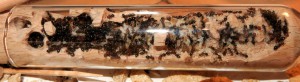 Tube, [Blog] Crematogaster scutellaris