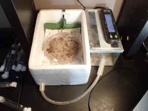 Installation, [Blog] Camponotus (Tanaemyrmex) thoracicus (Fabricius, 1804)