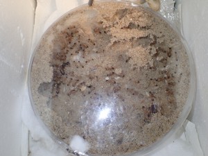 Vue globale, [Blog] Camponotus (Tanaemyrmex) thoracicus (Fabricius, 1804)