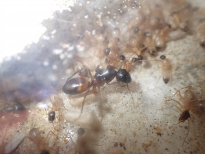 C. thoracicus, [Blog] Camponotus (Tanaemyrmex) thoracicus (Fabricius, 1804)