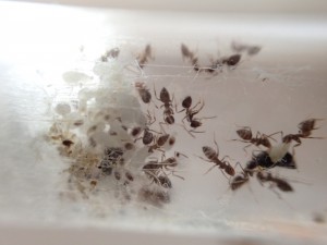 Nylanderia vividula, [Presentation] Nylanderia vividula