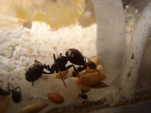 Mes colonies (funkyben), DSC08484.JPG