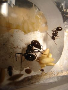 Mes colonies (funkyben), DSC08487.JPG