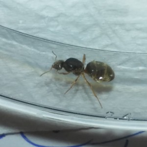 gyne, [Lasius sp., Myrmica sp., Solenopsis sp.] demande d'identification