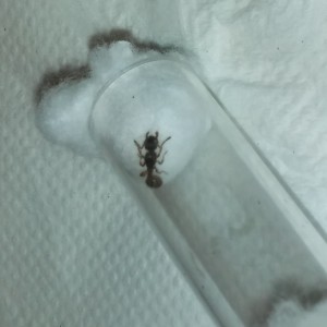 Myrmica sp, [Lasius sp., Myrmica sp., Solenopsis sp.] demande d'identification