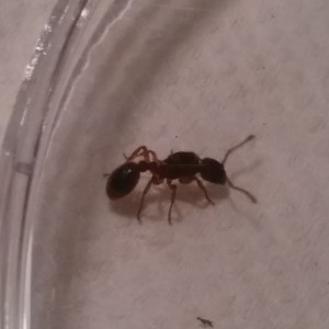 Myrmica sp 1, [Lasius sp., Myrmica sp., Solenopsis sp.] demande d'identification